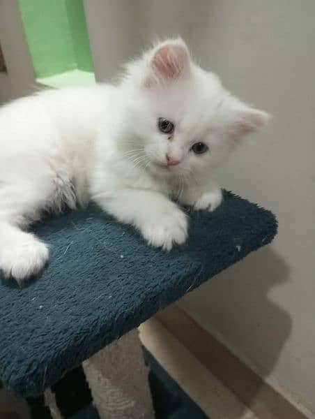 Persian Kitten for sale 1