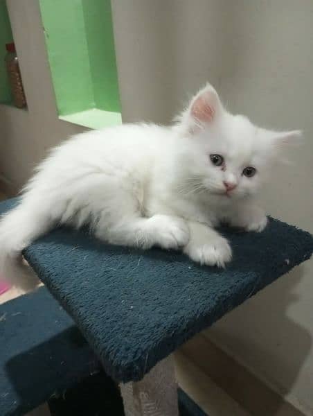 Persian Kitten for sale 2
