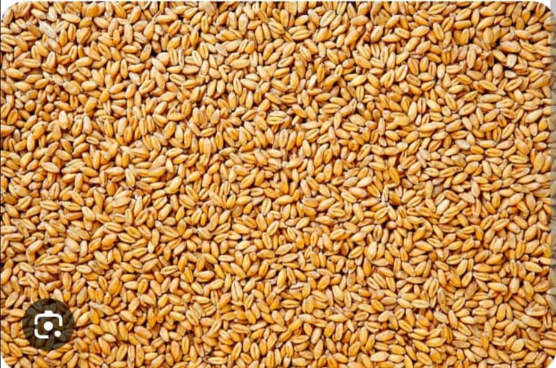 Pure Gandum Desi Wheat 0