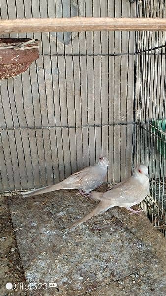 Red pied and parblue split ino