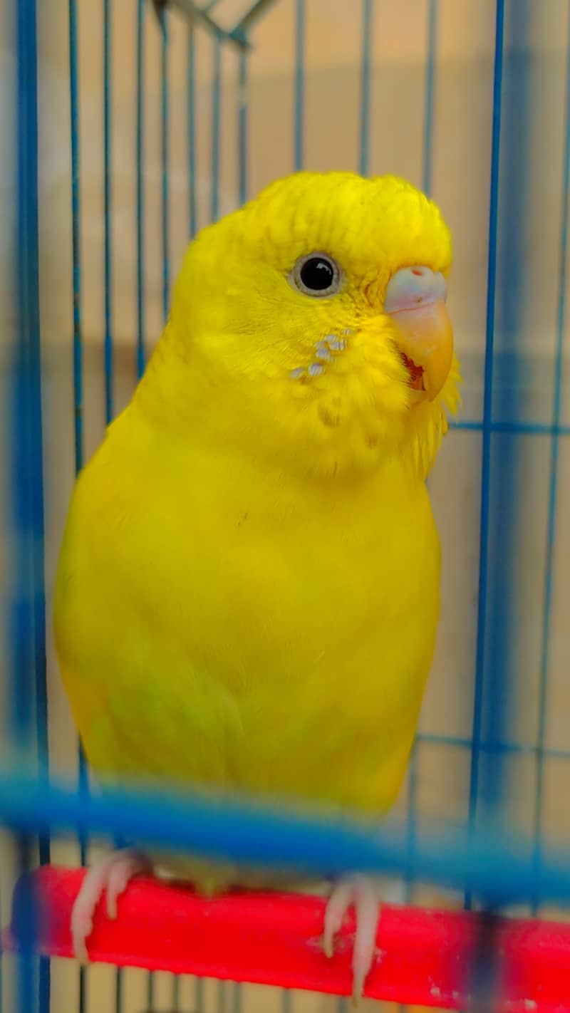 Australian Parrot (Budgies for sale) 0