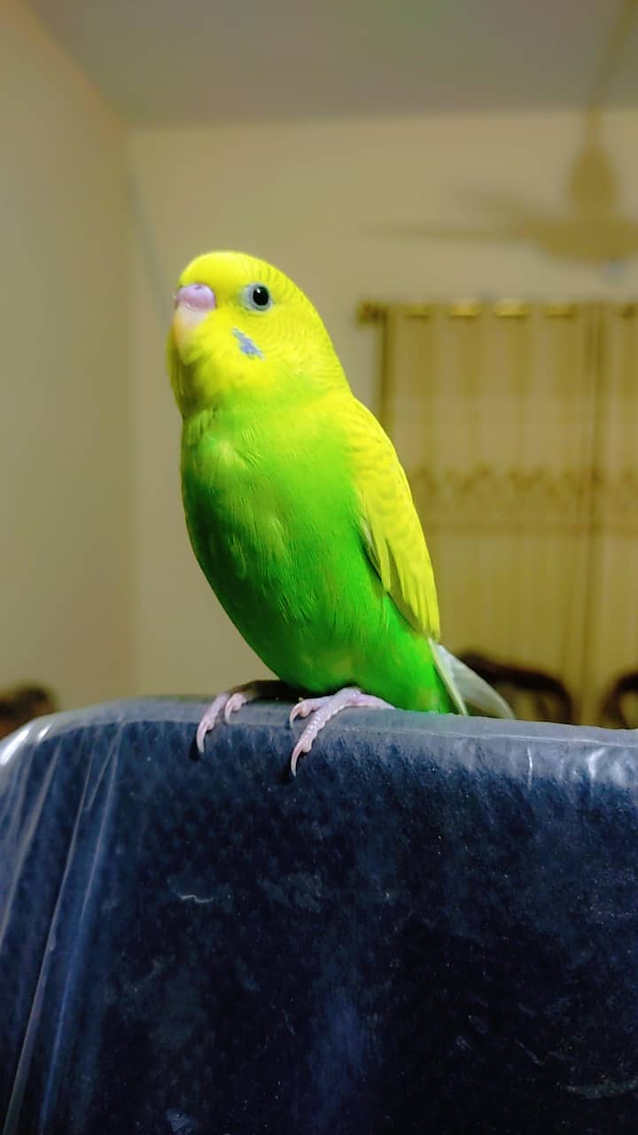 Australian Parrot (Budgies for sale) 1