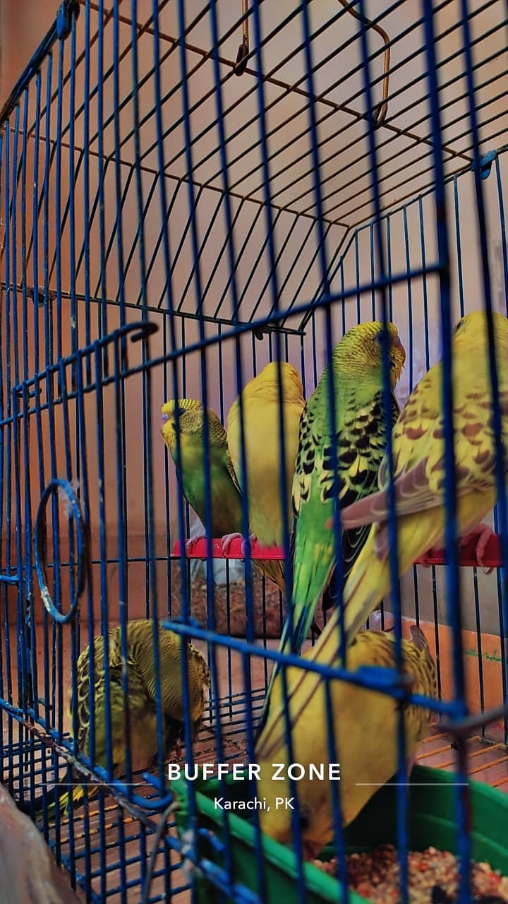 Australian Parrot (Budgies for sale) 4
