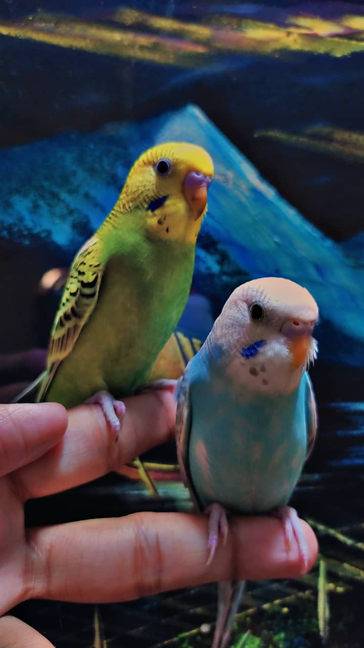 Australian Parrot (Budgies for sale) 5