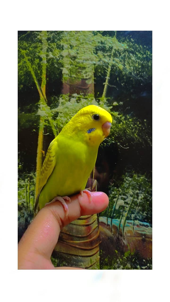 Australian Parrot (Budgies for sale) 7