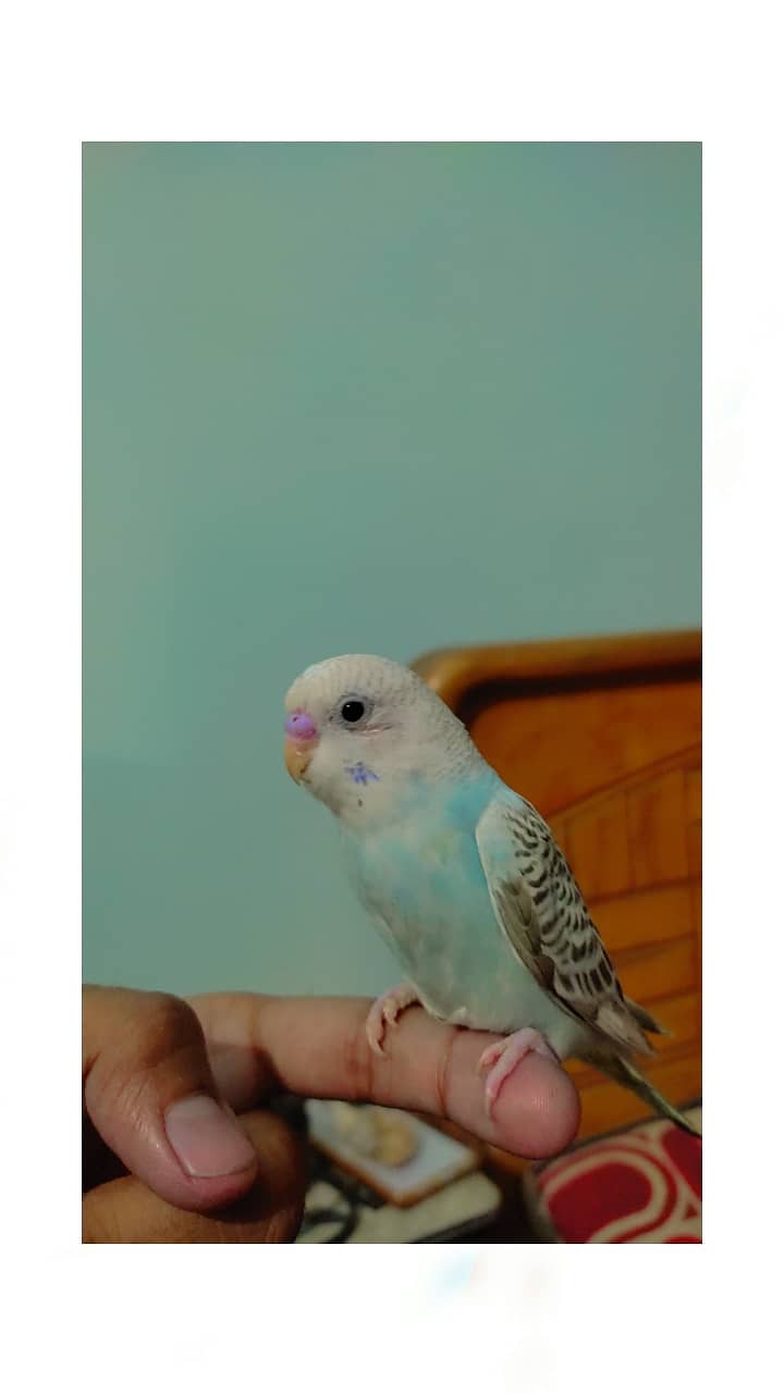 Australian Parrot (Budgies for sale) 9