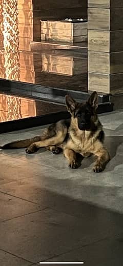 German shepherd Male