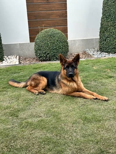 Olx german hot sale shepherd puppy