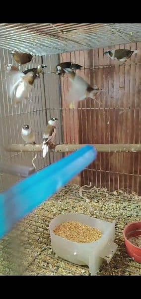 zebra finch ready to breed pieces for sale 5