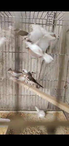 zebra finch ready to breed pieces for sale 3