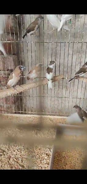zebra finch ready to breed pieces for sale 4