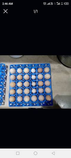 Fertile Eggs Buff, Sussex,Golden Sebright,Misri,Heavybuff 03008223126 0
