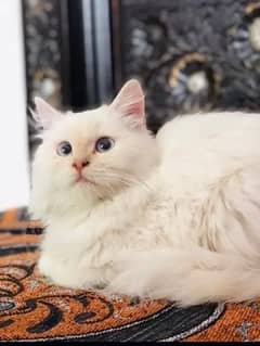 white double cote cat  9mounth