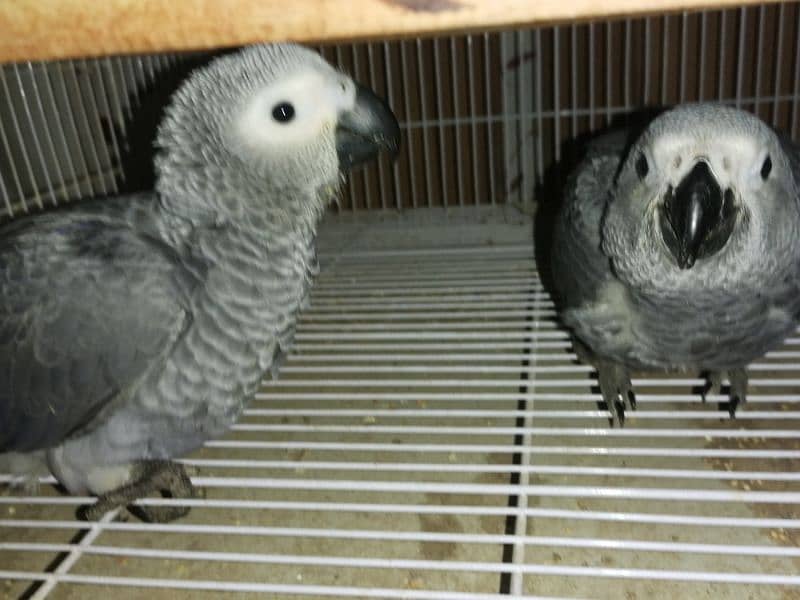 African Grey | grey parrot | parrot sale | african parrot 3