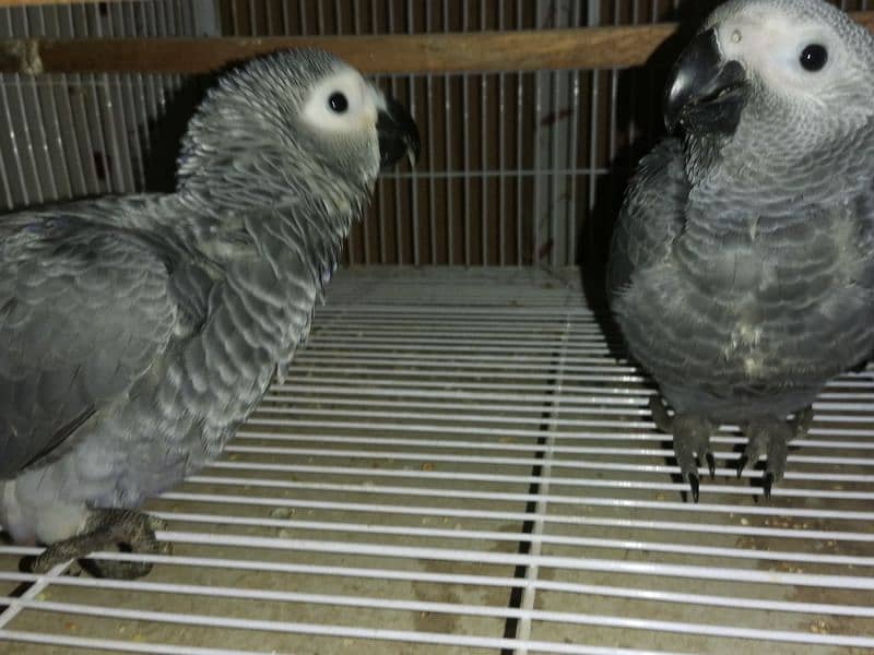 African Grey | grey parrot | parrot sale | african parrot 4