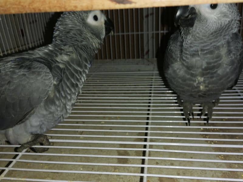 African Grey | grey parrot | parrot sale | african parrot 5
