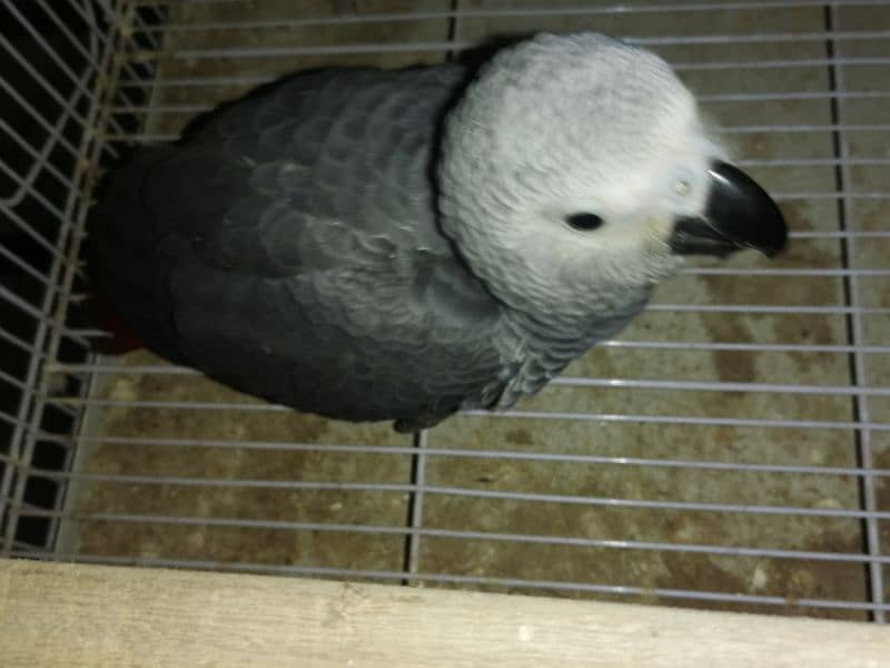 African Grey | grey parrot | parrot sale | african parrot 6