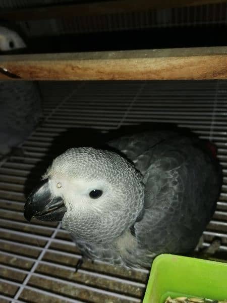 African Grey | grey parrot | parrot sale | african parrot 7