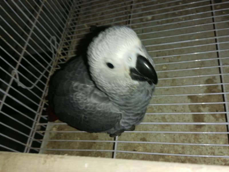 African Grey | grey parrot | parrot sale | african parrot 8