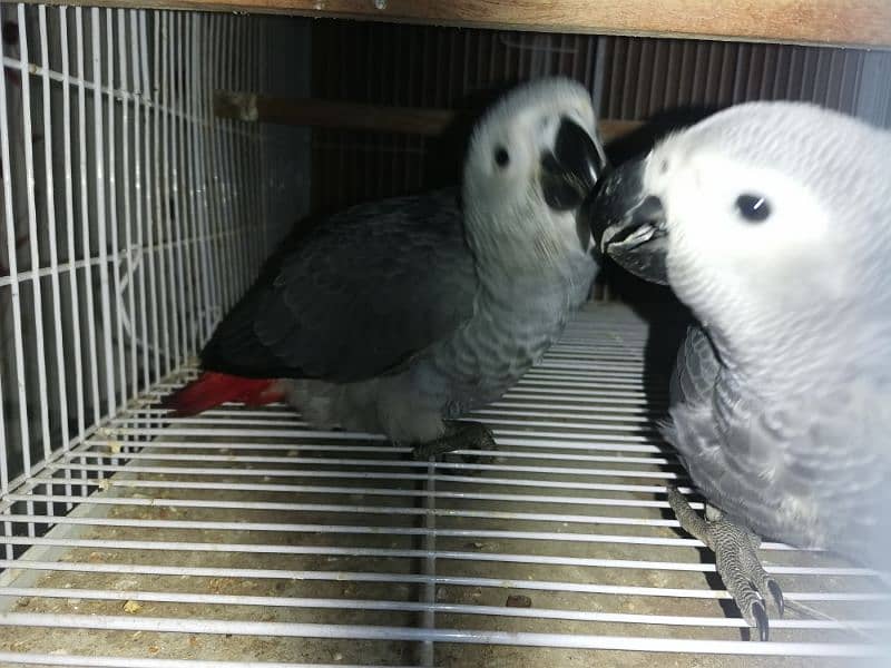 African Grey | grey parrot | parrot sale | african parrot 9