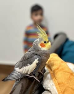 beautiful hand tame cockatiel pair for sale price little negotiable