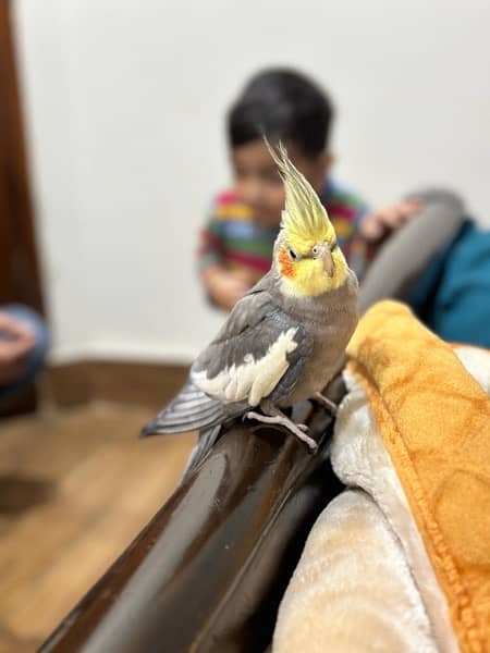 beautiful hand tame cockatiel pair for sale price little negotiable 1