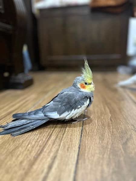 beautiful hand tame cockatiel pair for sale price little negotiable 3