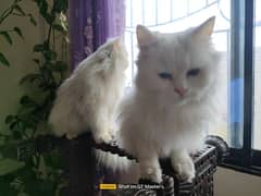 Russian cat pair pure white punch face and doll face