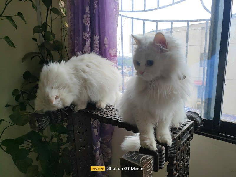 Russian cat pair pure white 2