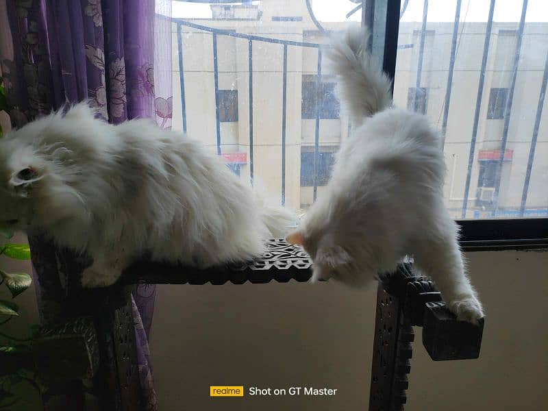 Russian cat pair pure white 3