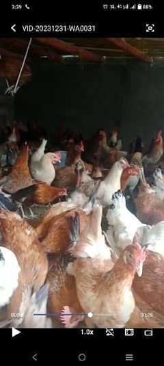 vaccined hens per peace 1250