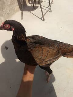 murgi is all set for sale only piece 4500 murgi with egg