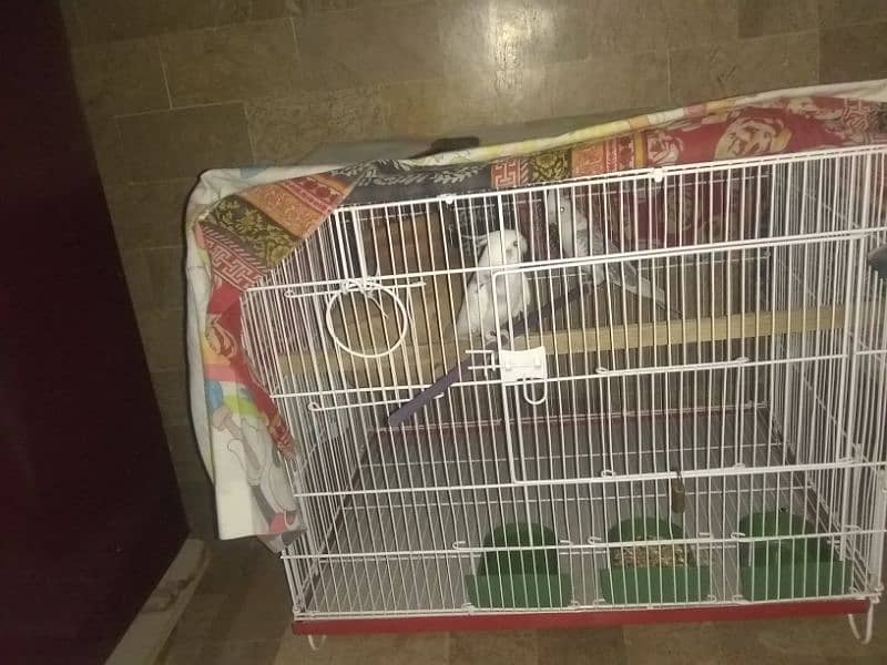 cocktail eno paid pair with cage for sale 1