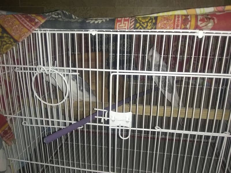 cocktail eno paid pair with cage for sale 4