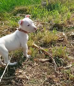 Bull terrier puppies store for sale olx