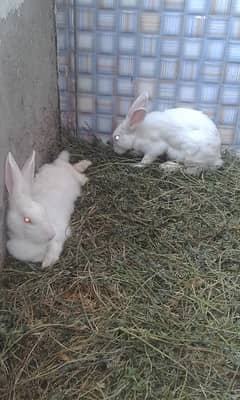 my rabbits   1 pair