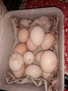 Aseel / white buff / and fancy bantam k fresh and firtil egg available