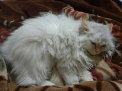 Persian Female cat 0