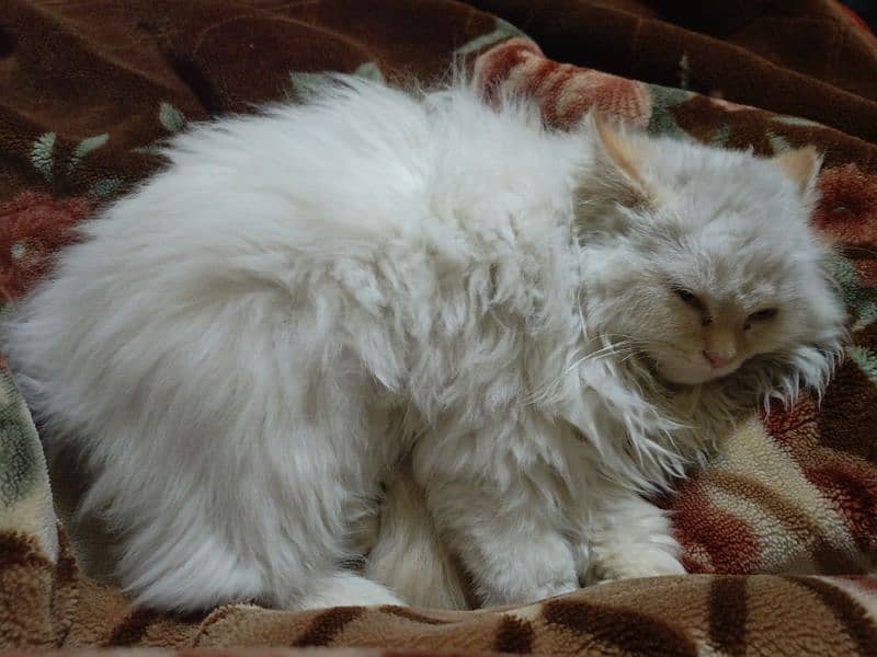 Persian Female cat 1