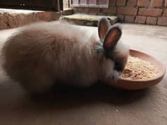 British anghora top quality bunnies