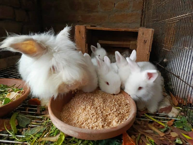 British anghora top quality bunnies 2