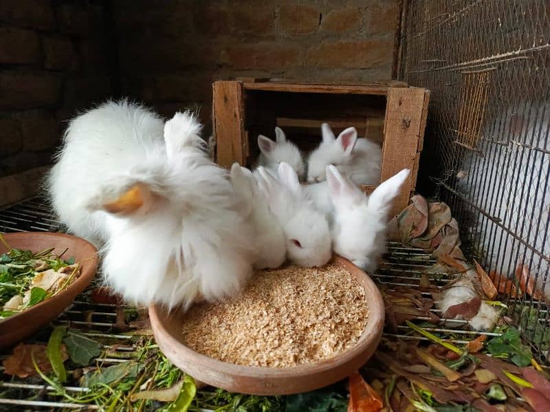 British anghora top quality bunnies 3