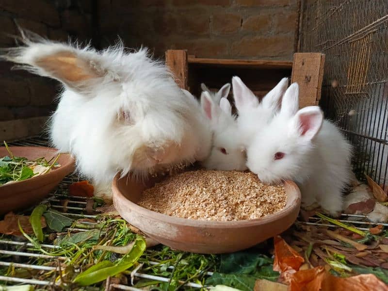 British anghora top quality bunnies 4