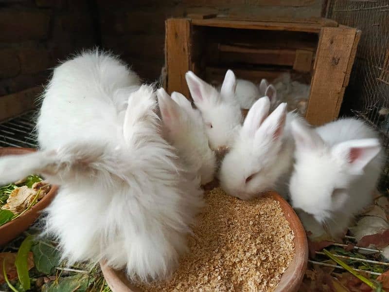 British anghora top quality bunnies 5