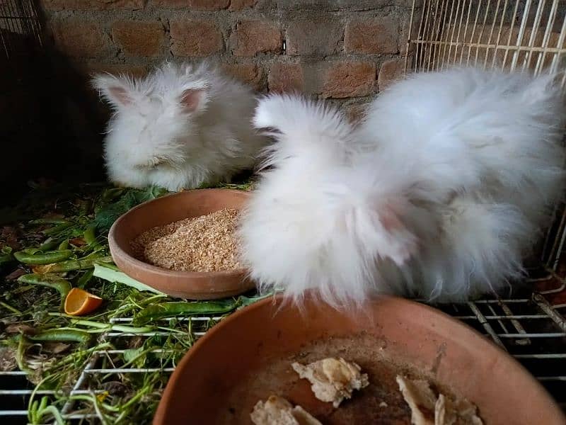 British anghora top quality bunnies 6