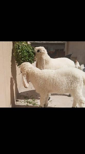 Sheep qurbani 2024 1