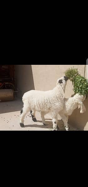 Sheep qurbani 2024 3