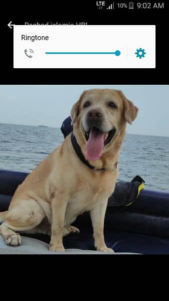 GOLDEN RETIVER AGE 1 YEAR VERY PLAYFUL 03153527084 0