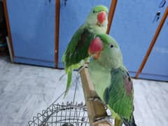 Pahari parrots