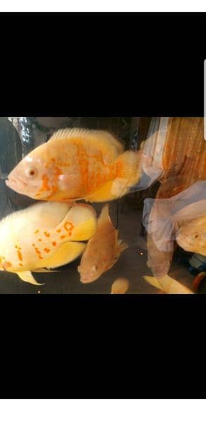 fishes and accessories for sale 2